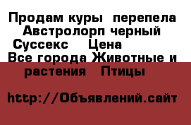 Продам куры, перепела. Австролорп черный. Суссекс. › Цена ­ 1 500 - Все города Животные и растения » Птицы   
